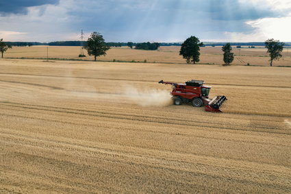 Żywność. Są wstępne dane o zbiorach zbóż