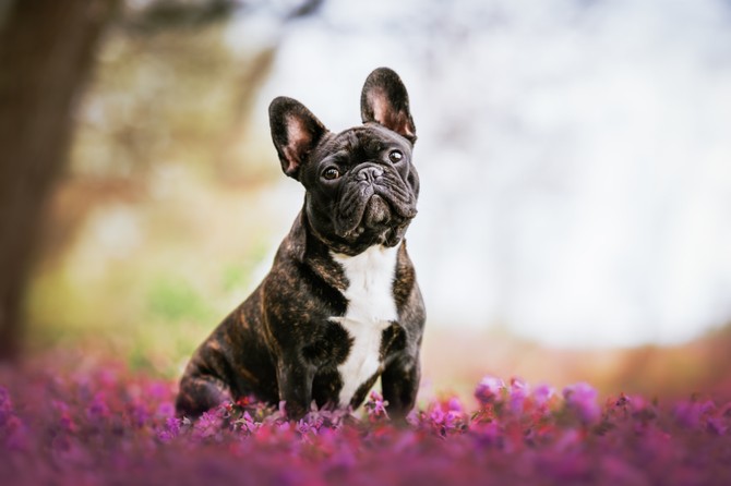Francuski buldog