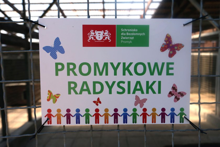 W schronisku Promyk w Gdańsku jest już 20 psów z Radys