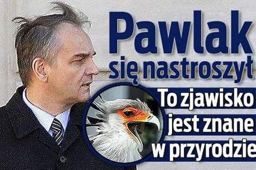 Pawlak się nastroszył. Niektóre samce tak mają...