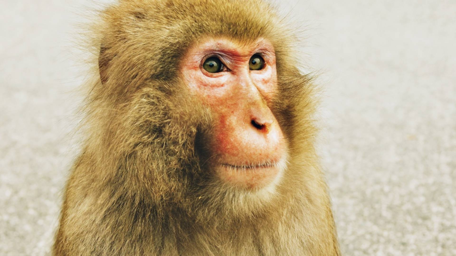 Odkrycie XXI wieku? Sparaliżowana małpa porusza kończynami dzięki technologii Wi-Fi