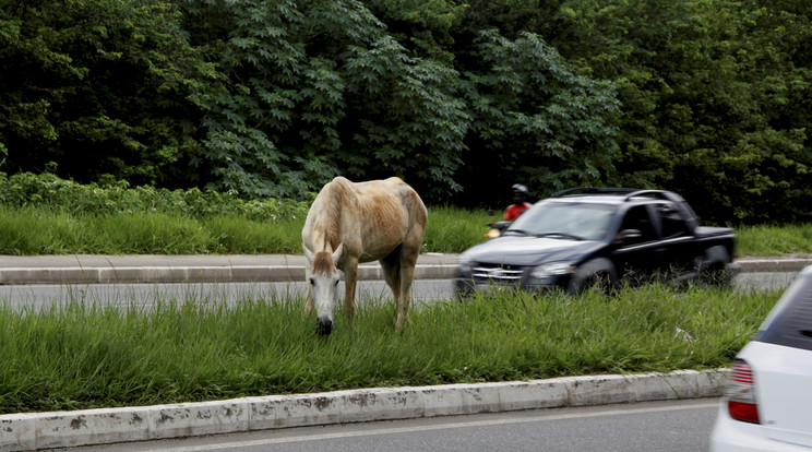 Hétfő reggel egy ló kezdett el járkálni a szlovák autópályán / Illusztráció: Northfoto