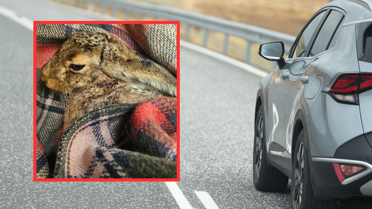 Zając przejechał 700 km pod maską samochodu. Tragiczny finał podróży