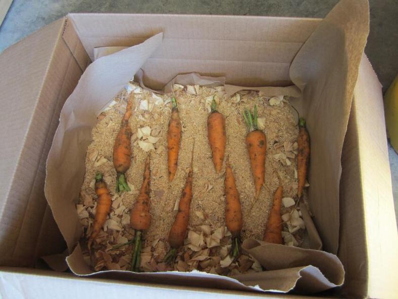 Storing carrots with sawdust(Simply Resourceful) 