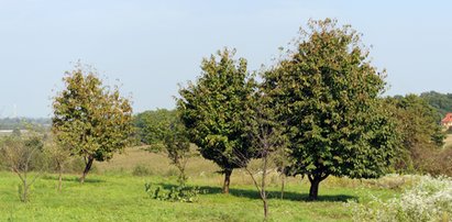 Zadał żonie śmiertelne ciosy i się powiesił. NOWE FAKTY z Radlnej