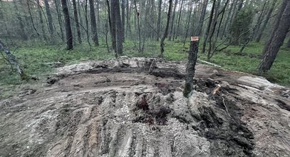 Nieoficjalnie: biegli już wiedzą, co spadło w lesie pod Bydgoszczą