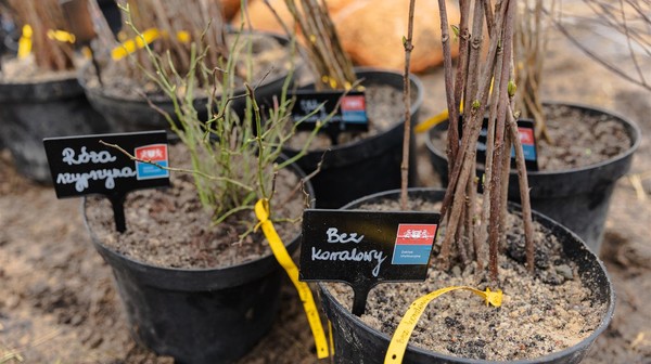 Miejskie Mikrolasy rosną od 1,5 do 2 razy szybciej niż drzewa sadzone tradycyjnie. Szybki wzrost nie jest jednak najważniejszą korzyścią tej metody sadzenia lasów.