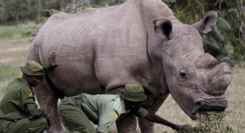 Last male northern white rhino dies in Kenya