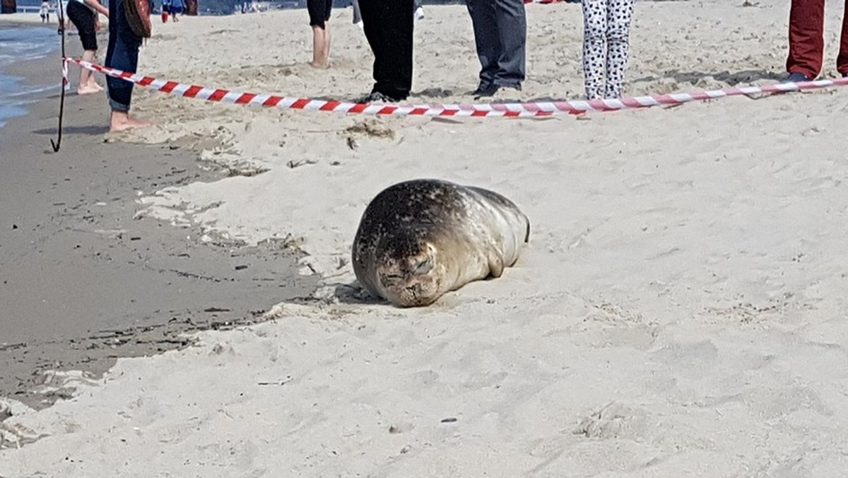 Pomorska policja próbuje ustalić, kto zabija foki i porzuca je na bałtyckich plażach. Działacze WWF apelują o rozwiązanie tej sprawy. Wyznaczono nagrodę za wskazanie sprawcy.