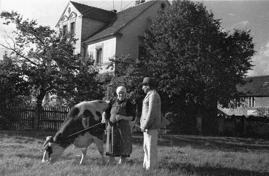 Repatrianci zza Buga, państwo Gołębiowscy z krową holenderką przed swoim nowym domem, Bolesławiec, październik 1947 r.