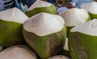 Brytyjskie supermarkety rezygnują ze sprzedaży wyrobów z kokosów zbieranych przez małpy