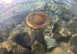 Meduze