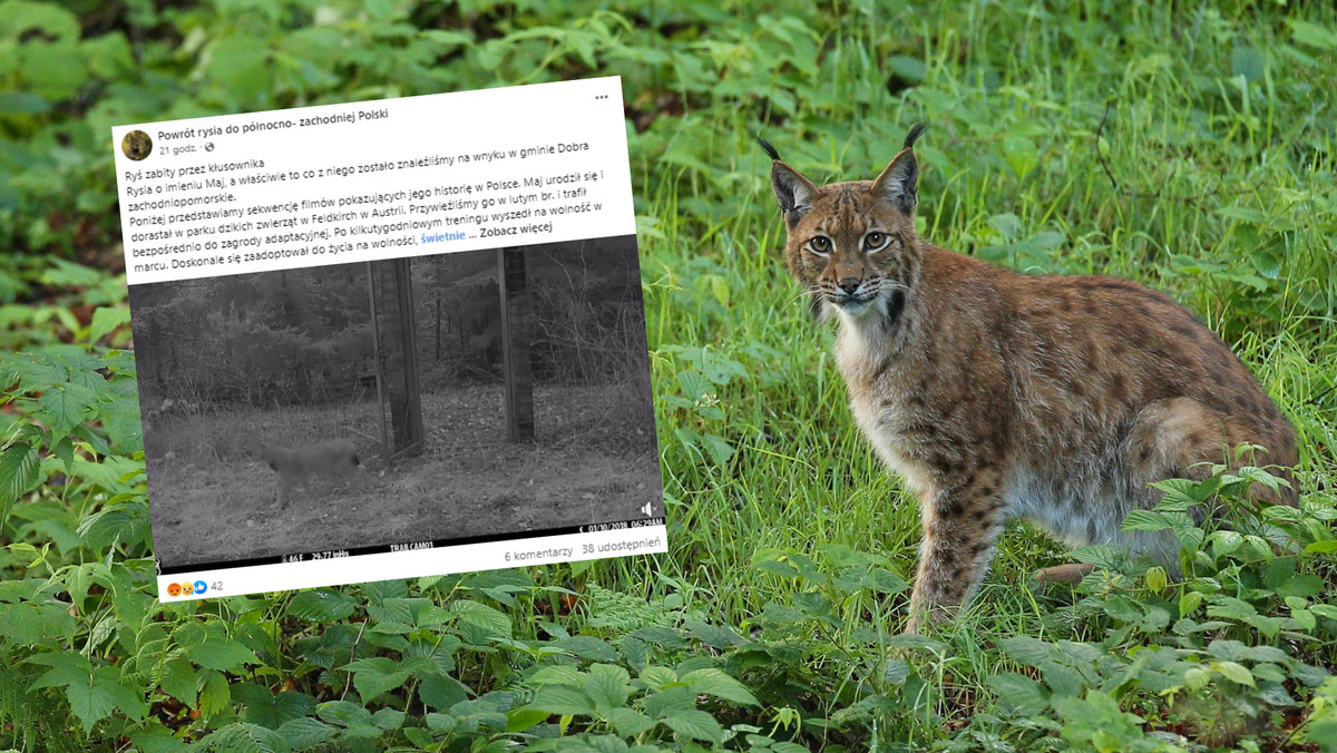 Znaleźli kolejnego martwego rysia. Padł ofiarą kłusowników