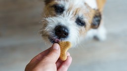 psy nas podsłuchują? zaskakujące odkrycie naukowców