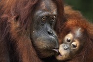 Sumatran orangutan (Pongo abelii) female baby 'Sandri' aged 1-2 years taking food from her mother 'S