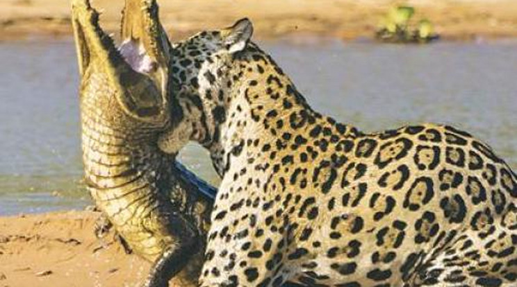 Levadászta a kajmánt a jaguár