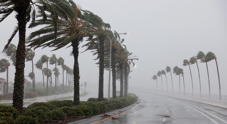 Palm trees blow in the wind from Hurricane Ian in Sarasota, Florida, on September 28, 2022.