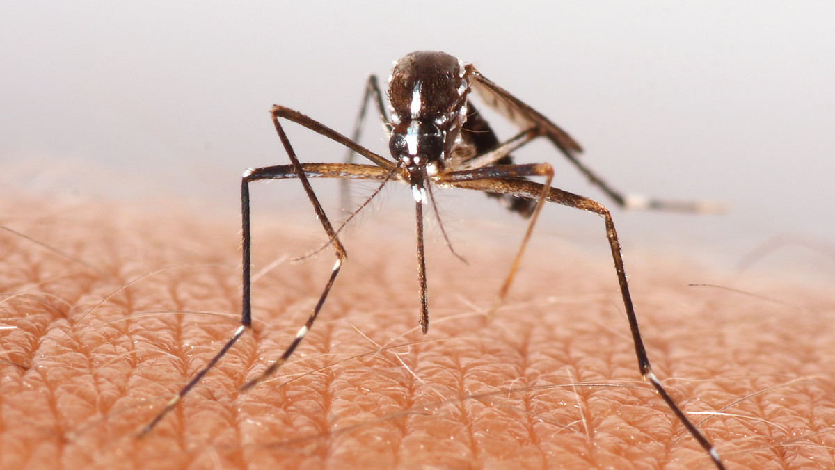 Wraz z wiosną i wzrastającymi temperaturami znowu się pojawiają: komary. O tym, kogo chętnie gryzą, decydują nasze geny - potwierdzają w najnowszym badaniu uczeni.