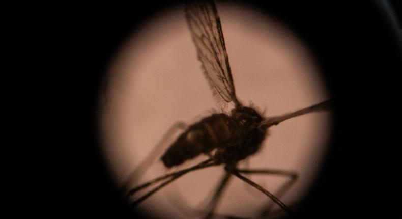 The Anopheles gambiae group of mosquito species are currently the main drivers of malaria's spread in Africa