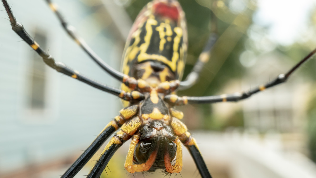 Inwazja żółtych, latających pająków. Czy stanowią zagrożenie dla człowieka?