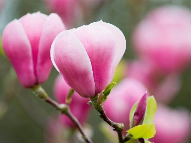 Magnolije su najlepše u proleće