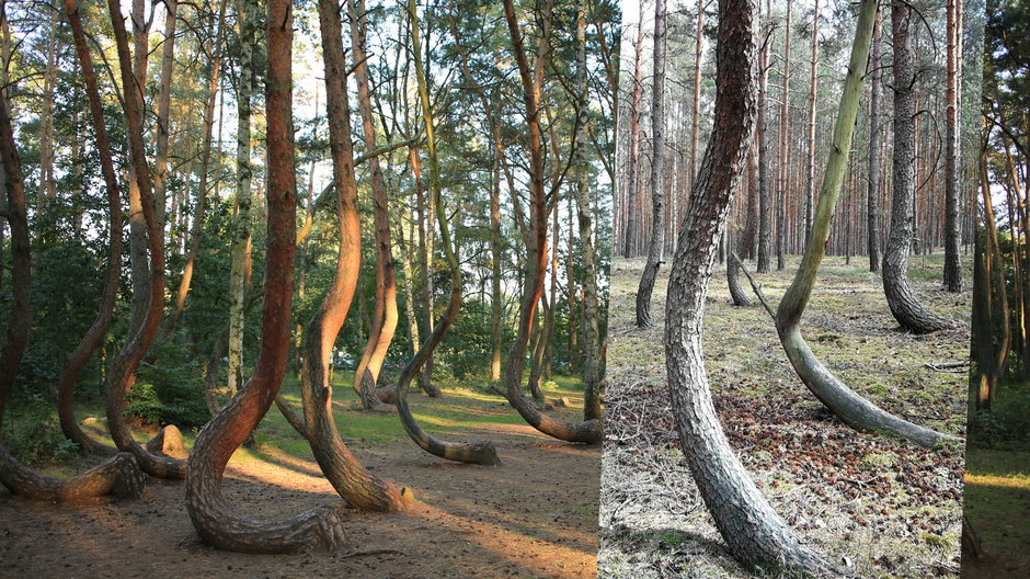 Krzywy las jest nie tylko w okolicy Gryfina, ale i na Dolnym Śląsku