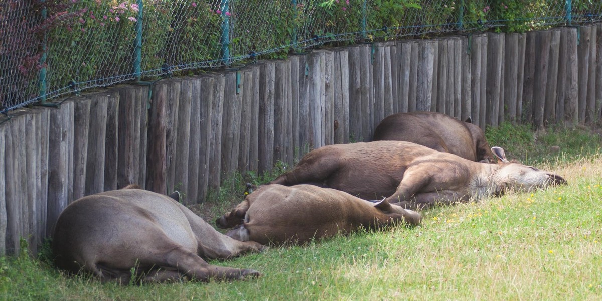 zoo upał zwirzęta