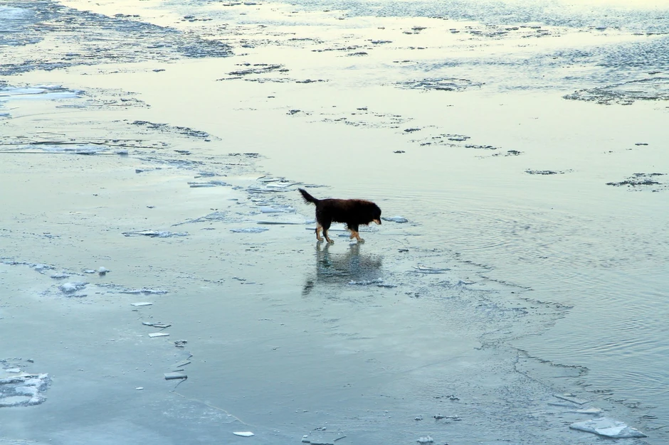 Pas bezbrižno trčkara po ledu