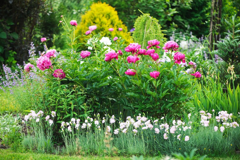 Piwonia piwonie peonia peonie ogród bukiet kwiaty Peonies,Blooming,Together,With,Dianthus,Plumarius,In,Private,Summer,Garden.