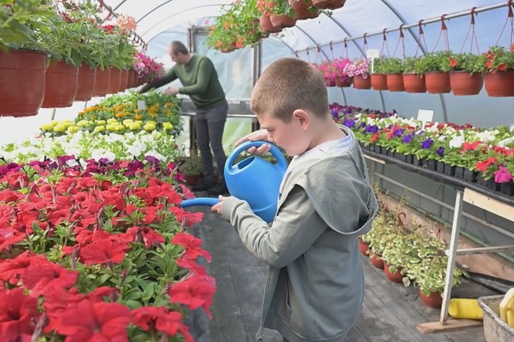 Tabaševići i Jusovići počeli sa jednim plastenikom, a sada imaju rasadnik za ponos: Unosna proizvodnja cveća za sve generacije (FOTO)
