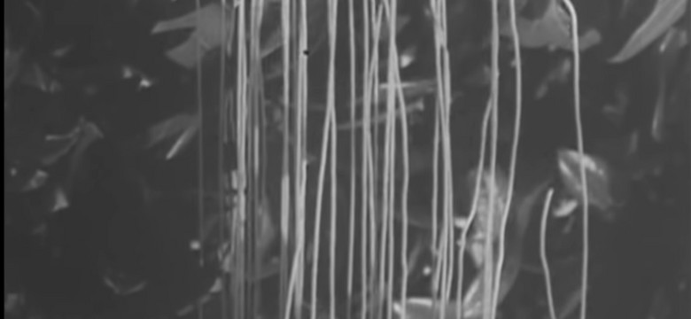 "Spaghetti rośnie na drzewach". Historia pierwszego telewizyjnego fake newsa