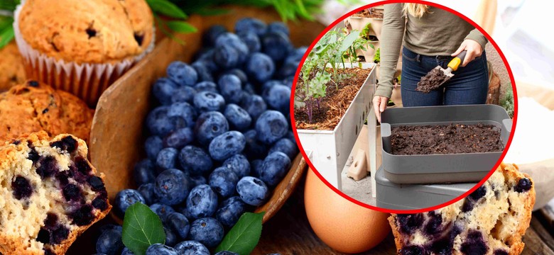 Podsyp borówkę amerykańską, a obsypie się owocami. Jeden nawóz jest szczególnie skuteczny