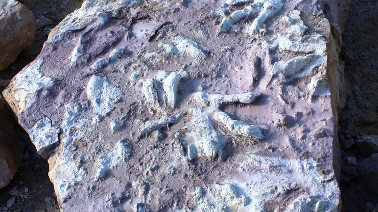 Tropy dinozaurów odkryte w Borkowicach