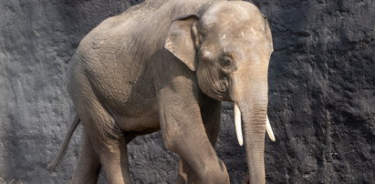 Turysta zabrał z Afryki nogę słonia! Nie uwierzysz, co chciał z nią zrobić!