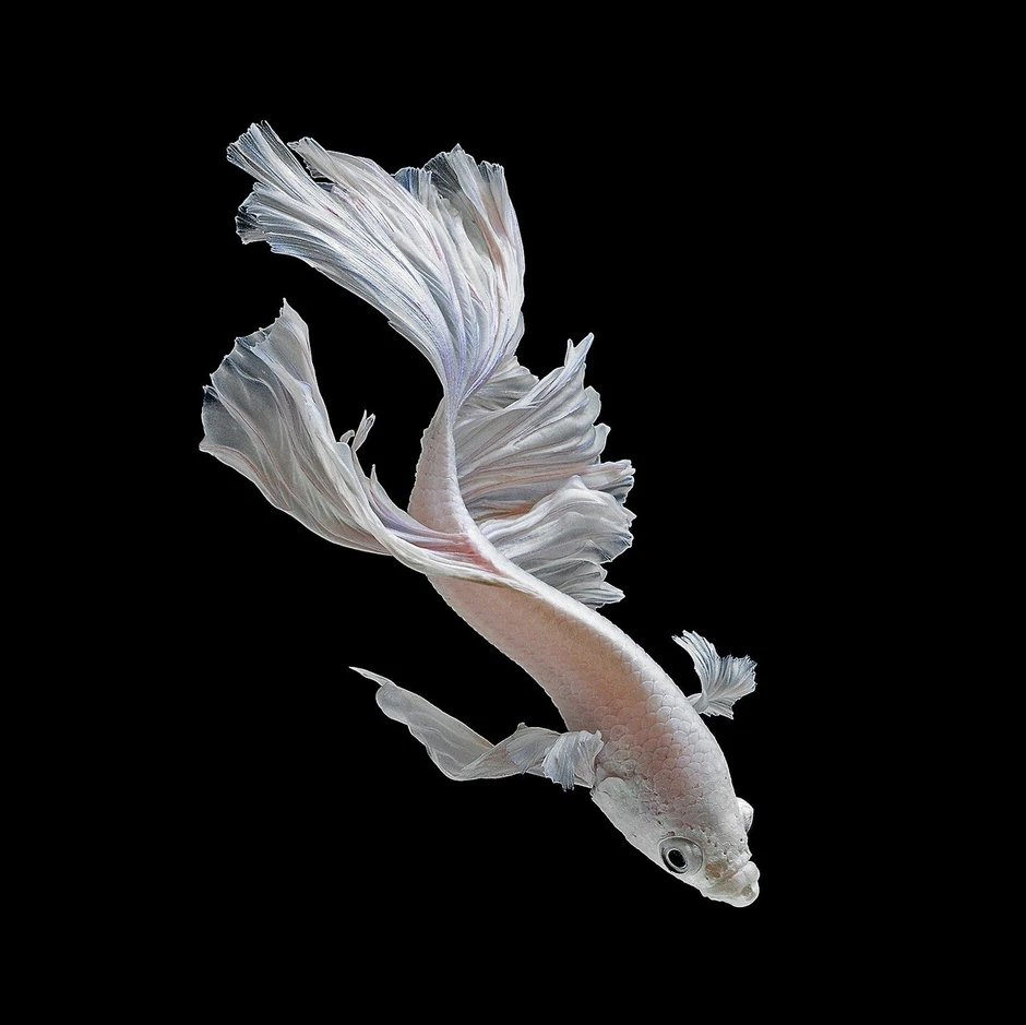 Veruje se da zlatne ribice imaju pamćenje od tri sekunde