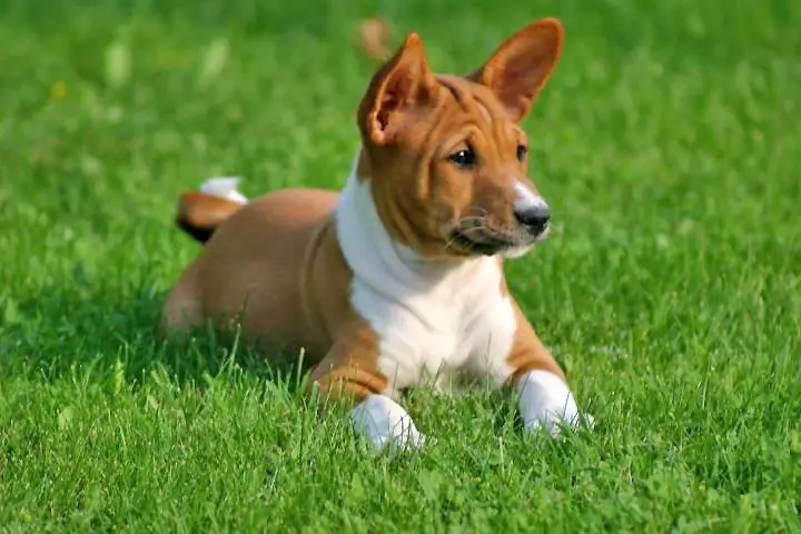 Basenji