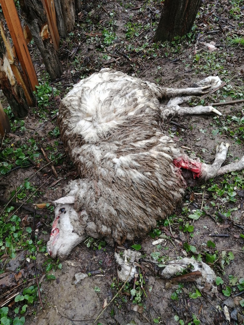 Jeziv prizor koji je porodica Živojinović zatekla prilikom dolaska 