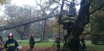 Strażacy ratowali 700-letniego Lecha