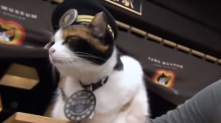 Tama, Japán első állomásfőnök-macskája /Fotó: Youtube