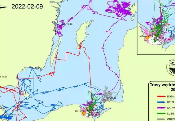 Bałtyckie foki mają nadajniki GPS. W ciągu roku przepływają tysiące kilometrów