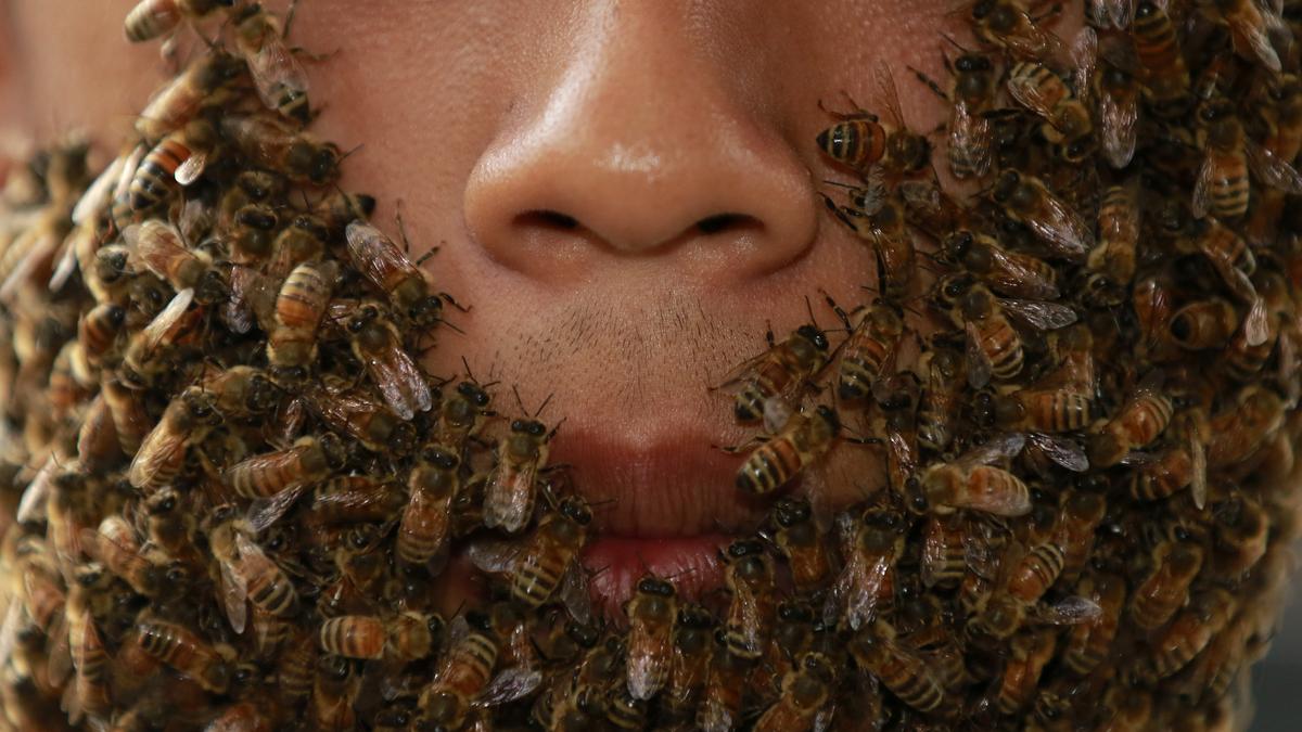 A halott méh gyógyítja a cukorbetegséget