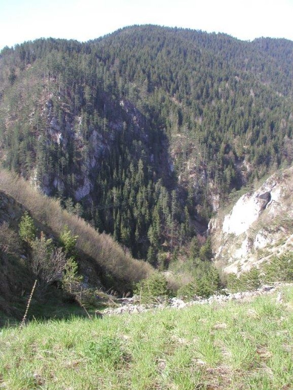 Pančićeva omorika kao 