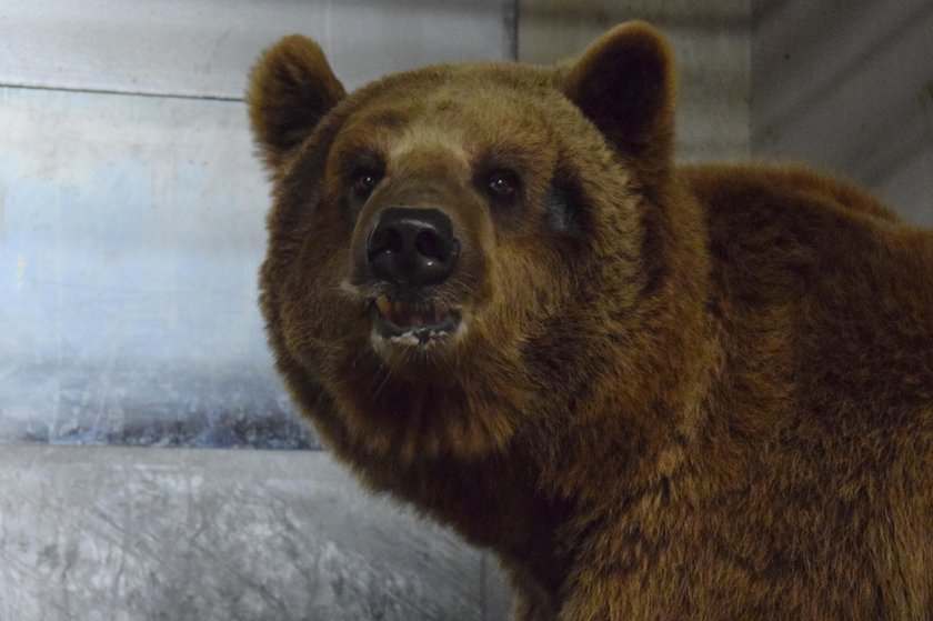 Baloo potrzebuje leczenia i spokoju