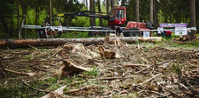 Przedstawiciel mediów pobity w Puszczy Białowieskiej