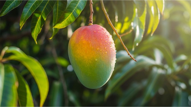 Mango je i jedna od najstarijih pripitomljenih biljaka