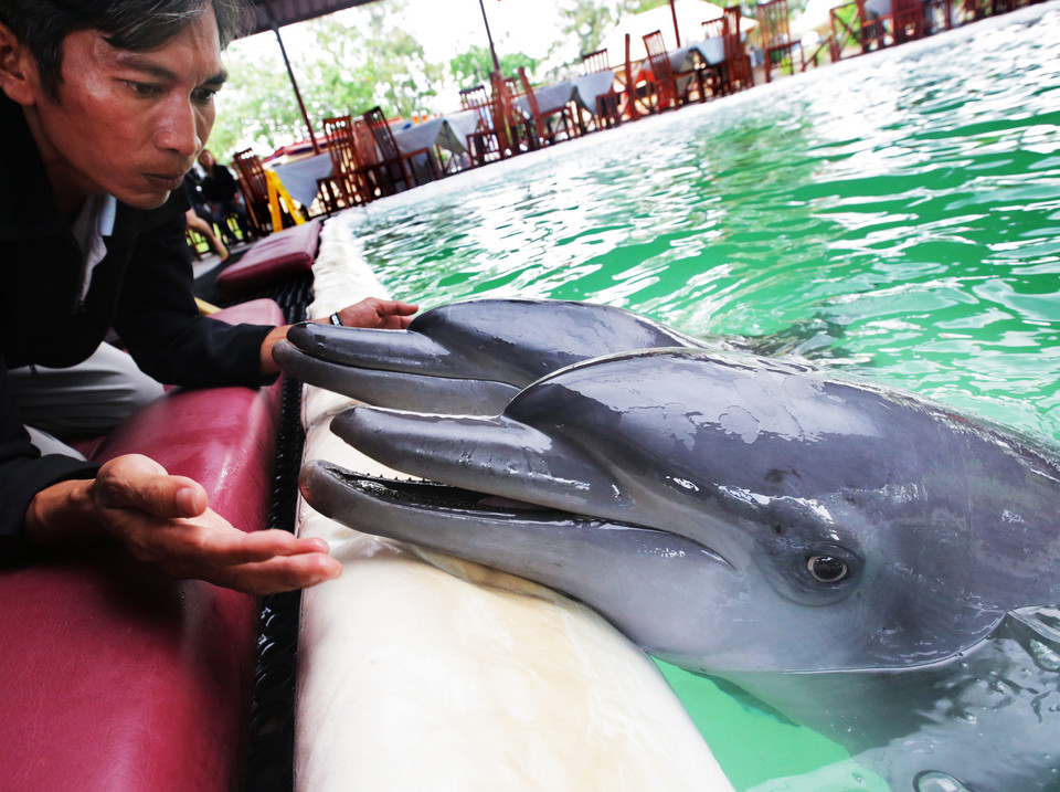 Delfiny atrakcją restauracji na Bali. Minister apeluje