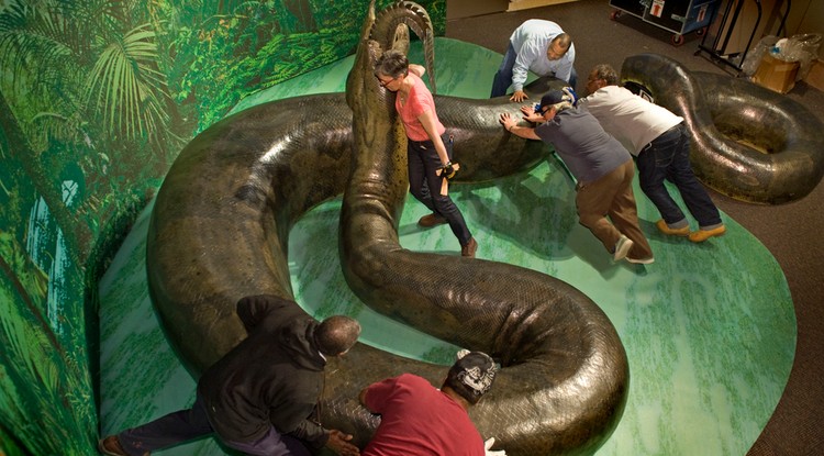 Titanoboa modell a washingtoni Természettudományi Múzeumban.