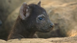 królestwo zwierząt kingdom serial przyrodniczy odcinek 3 gdzie oglądać