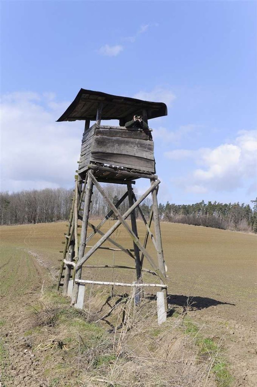 Kolejna ofiara drapieżnika