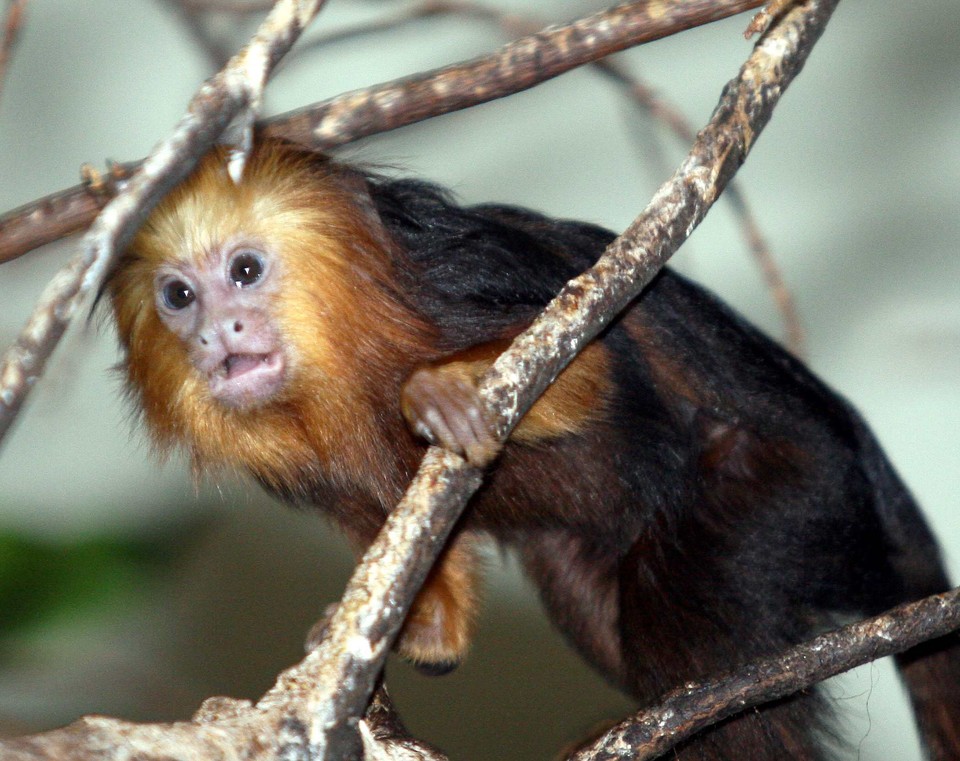 POZNAŃ ZOO MAŁPKI